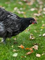 Jonge orpington haan, Dieren en Toebehoren, Mannelijk, Kip