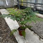 Boomvaren Cyathea cooperi ‘Dwarf Red’, Tuin en Terras, Planten | Tuinplanten, Ophalen, Vaste plant, Varens, Bloeit niet