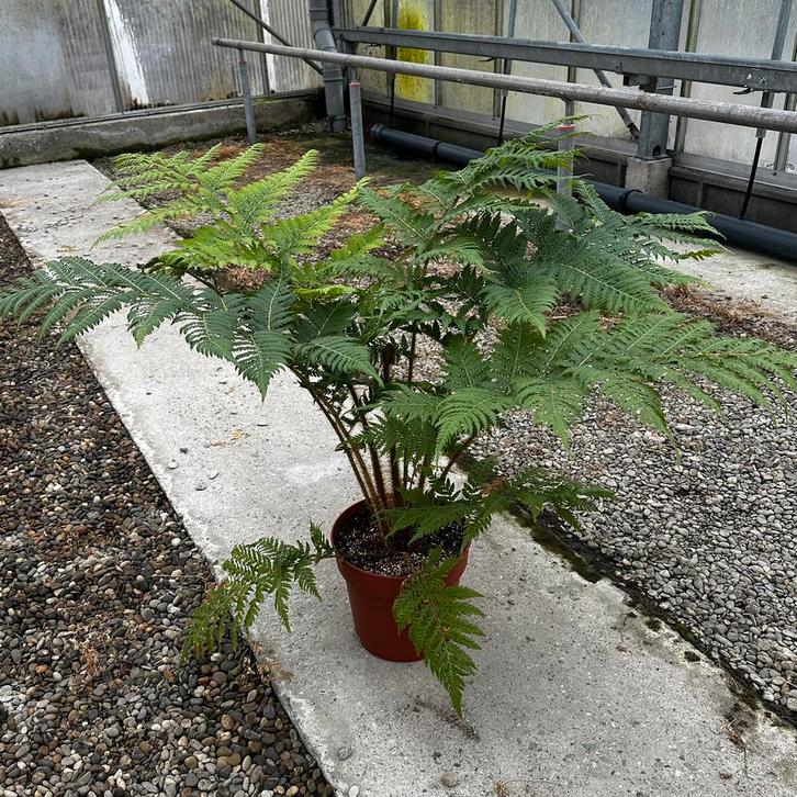 Boomvaren Cyathea cooperi ‘Dwarf Red’, Tuin en Terras, Planten | Tuinplanten, Vaste plant, Varens, Halfschaduw, Bloeit niet, Ophalen