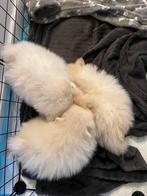 2 pomeriaan reutjes, Reu, 8 tot 15 weken, Meerdere, Klein