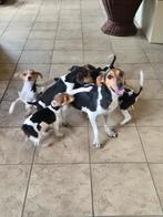 Boerenfox boerenfox pup / puppie / pups / puppies, Rabiës (hondsdolheid), 8 tot 15 weken, Meerdere, Meerdere dieren