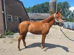 Lieve betrouwbare merrie, Dieren en Toebehoren, Pony's, Gechipt, Dressuurpony, M, 7 tot 10 jaar