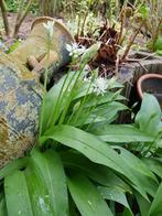 Daslook. Allium.Eetbaar Biologisch., Ophalen of Verzenden, Halfschaduw, Lente, Groenteplanten