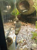 Punt slak, Slak of Weekdier