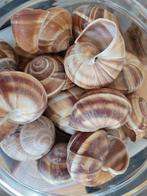 Schelpen slakkenhuizen cichlide tanganyika +- 75 stuks, Ophalen of Verzenden, Nieuw, Plant(en), Steen of Hout