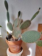 Opuntia Campotricha cactus te koop. 50cm.hoog en 50cm.breed., Huis en Inrichting, Kamerplanten, Cactus, Minder dan 100 cm, Halfschaduw