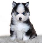 Gezonde Pomsky pups , mini Husky , Health Breeding Program