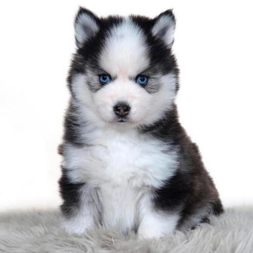 Gezonde Pomsky pups , mini Husky , Health Breeding Program, Dieren en Toebehoren, Honden | Poolhonden, Keeshonden en Oertypen
