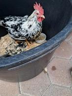 Bonte leghorn te koop, Dieren en Toebehoren, Pluimvee, Vrouwelijk, Kip