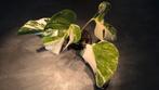Monstera variegata / Albo Borsigiana 1 🌱, Huis en Inrichting, Kamerplanten, Overige soorten, Minder dan 100 cm, Groene kamerplant