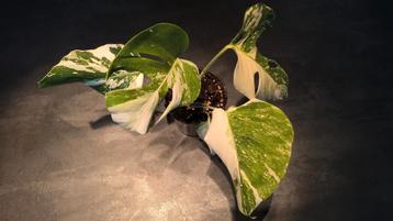 Monstera variegata / Albo Borsigiana 1 🌱 beschikbaar voor biedingen