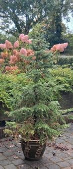 Kerstboompje p/m 125 hoog met of zonder pot te koop !, Ophalen, Overige soorten, 100 tot 250 cm