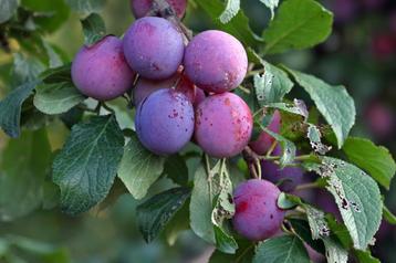 Jonge pruimenboom 3 meter hoog paarse pruimen beschikbaar voor biedingen