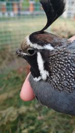Californische kuifkwartels, Dieren en Toebehoren, Pluimvee, Mannelijk, Overige soorten