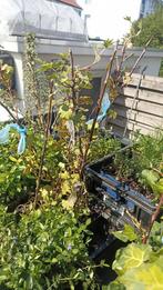 Hedera helix Boskoop?, Tuin en Terras, Planten | Bomen, Ophalen of Verzenden, Overige soorten, Minder dan 100 cm