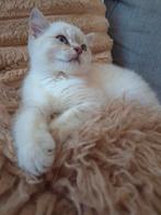 Prachtige raszuivere britse korthaar kittens beige, Dieren en Toebehoren, Katten en Kittens | Raskatten | Korthaar, Meerdere dieren