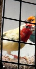 Gezocht koppel bonte roodkop amedine