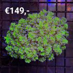 Nieuwe levering met koralen, Ophalen, Nieuw, Overige typen