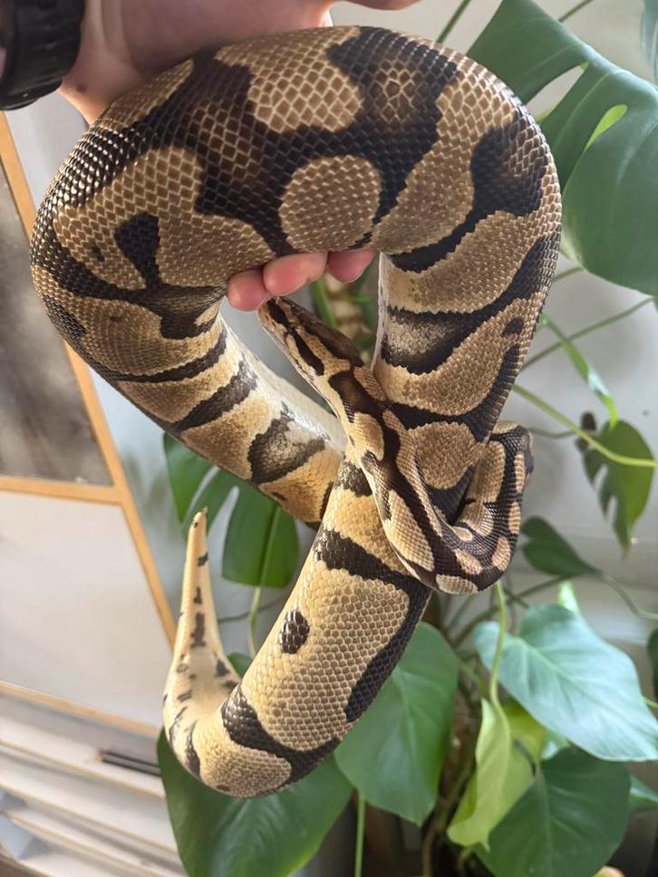 Bewezen broedvrouw koningspython Ball Python - female for sale from Mick