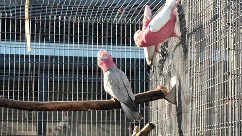 Rose Kaketoes, Dieren en Toebehoren, Vogels | Parkieten en Papegaaien, Papegaai, Meerdere dieren, Geringd
