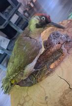 Taxidermie,Taxidermy Opgezette "Groene Specht ", Ophalen of Verzenden, Zo goed als nieuw, Vogel, Opgezet dier