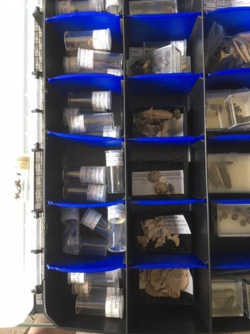 doos met kleine fossielen uit Balegem, Verzamelen, Mineralen en Fossielen, Fossiel, Ophalen of Verzenden