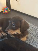 Ruwharige Teckel puppy’s, Dieren en Toebehoren, Honden | Teckels en Dashonden, Standaard, Meerdere, Meerdere dieren, Ruwhaar