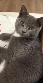 Lieve Britse Korthaar Poes Zoekt Liefdevol Thuis, Dieren en Toebehoren, Katten en Kittens | Raskatten | Korthaar, Poes, Gechipt