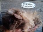 TK mooi lunkarya beertje, Dieren en Toebehoren, Knaagdieren, Cavia, Mannelijk, Juli, Tam