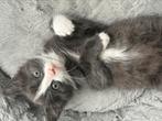 Prachtige boerderij kitten, Dieren en Toebehoren, Katten en Kittens | Overige Katten, Poes