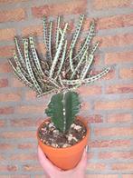 Kamerplanten opruiming, Ophalen of Verzenden, Volle zon, Minder dan 100 cm