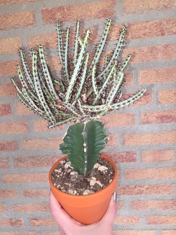 Kamerplanten opruiming beschikbaar voor biedingen