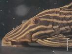L27c Panaque, Dieren en Toebehoren, Vissen | Aquariumvissen, Vis