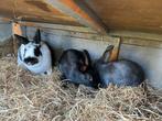 Twee jonge konijnen rammetjes 3 maand oud, Dieren en Toebehoren, Konijnen, Mannelijk