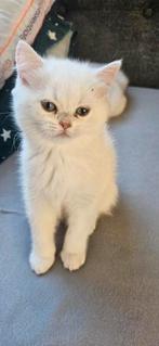 Britse korthaar kittens., Poes, Gechipt