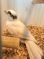 Harlekijn kanarie man, Dieren en Toebehoren, Vogels | Kanaries, Mannelijk