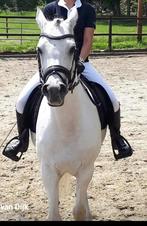 Te koop mooie, lieve arabier., E pony (1.48m - 1.57m), Gechipt, Ruin, L