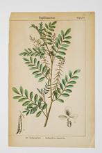 Indigoplant - Antieke illustratie (rond 1900), Natuur, Gebruikt, Verzenden, Voor 1940