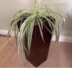 Hoge bloempot 60cm hoog 35x35cm bruin glazuur, Tuin en Terras, Bloempotten, 25 tot 40 cm, Binnen, Ophalen of Verzenden, Zo goed als nieuw