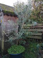 Olijfboom, Tuin en Terras, Herfst, Halfschaduw, 100 tot 250 cm, Olijfboom