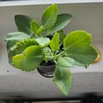 Mother of tousands,stekjes,vraagprijs per stek, Ophalen of Verzenden, Halfschaduw, Minder dan 100 cm