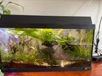 Volledig 60 lt aquarium met Endler guppen en beplanting, Gebruikt, Ophalen, Gevuld zoetwateraquarium
