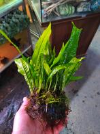 Kokosnoot met javavaren er op, Ophalen of Verzenden, Nieuw, Plant(en), Steen of Hout