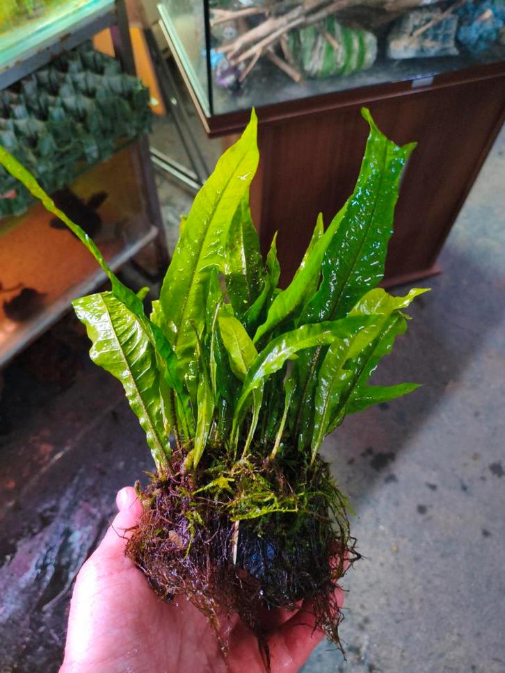 Kokosnoot met javavaren er op, Dieren en Toebehoren, Vissen | Aquaria en Toebehoren, Nieuw, Plant(en), Steen of Hout, Ophalen of Verzenden