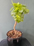 Aeonium arboreum - Vetplant, Overige soorten, Minder dan 100 cm, Ophalen of Verzenden, Halfschaduw