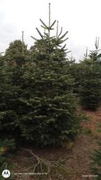 Nordmann kerstbomen 1-9m, Tuin en Terras, Ophalen, Volle zon, Overige soorten