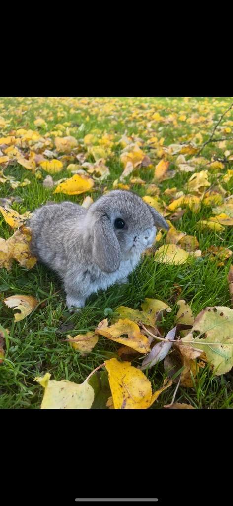 Hele knappe minilop voedster, Dieren en Toebehoren, Konijnen, Dwerg, Vrouwelijk