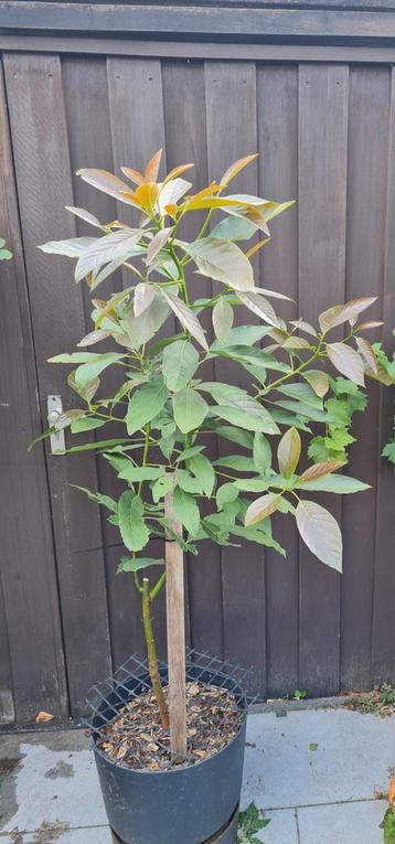  Prachtige 3-jarige avocado plant in pot – €75 beschikbaar voor biedingen