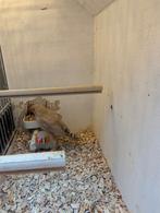 Koppels zebravinken en mannen, Dieren en Toebehoren, Meerdere dieren