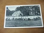 EDE  >  HERDER - SCHAPEN - SCHAAPSKOOI, Verzenden, 1940 tot 1960, Gelopen, Gelderland